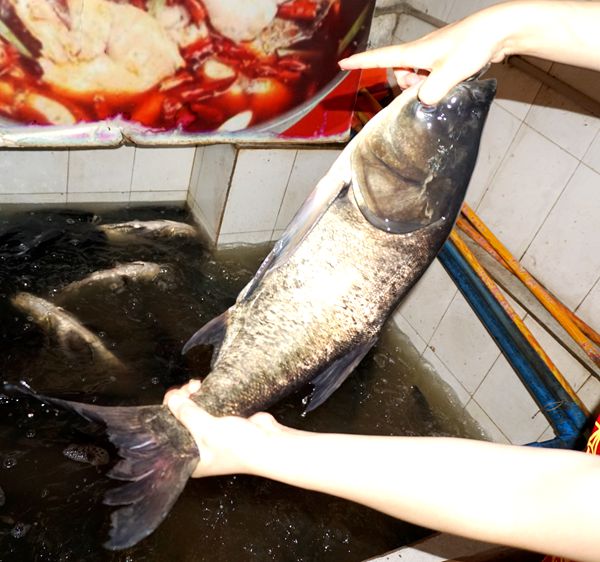 鱼之美味来自江湖 十余年只做这道主菜--岩口江湖鱼