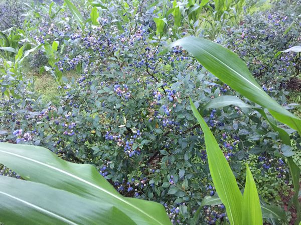 这里的生态蓝莓只卖50元一斤--江津四面山·会龙庄·长隆果园