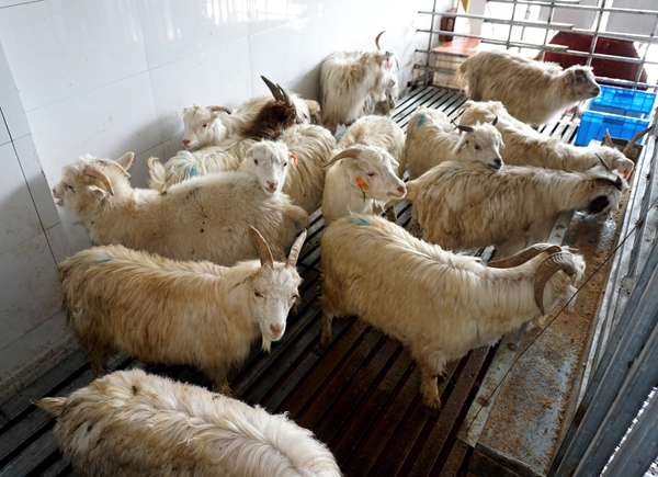 北疆烤活羊--承诺现吃现宰 只卖鲜活羊子 树行业标杆