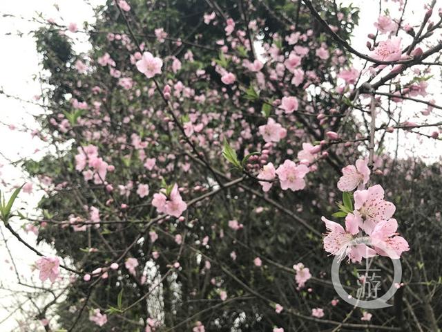 花都开了！主城赏桃花樱花地图